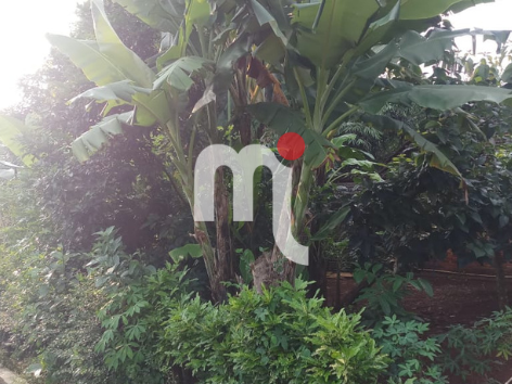 Rumah Jl Perkutut, Jatisari