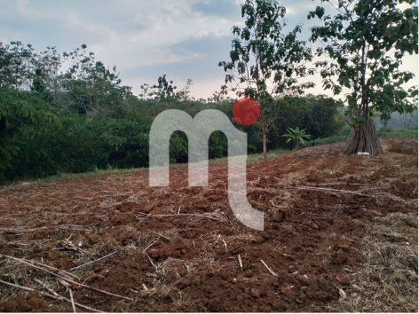 Tanah Wonolopo, Mijen