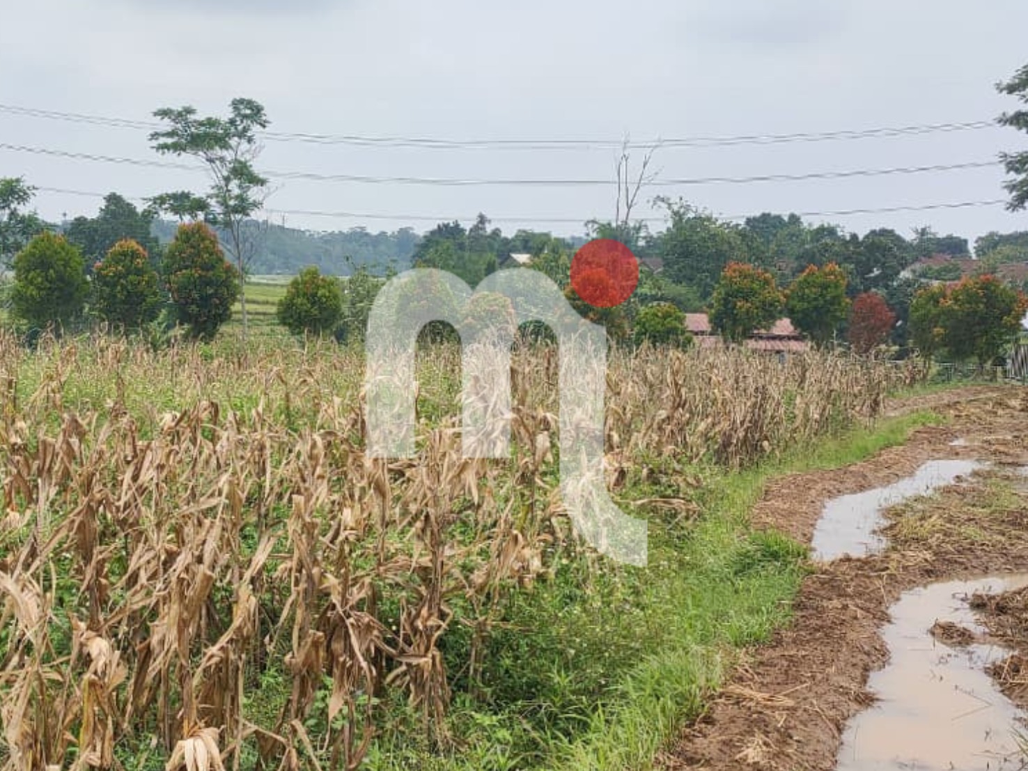 Sawah di Ngadibolo Boja