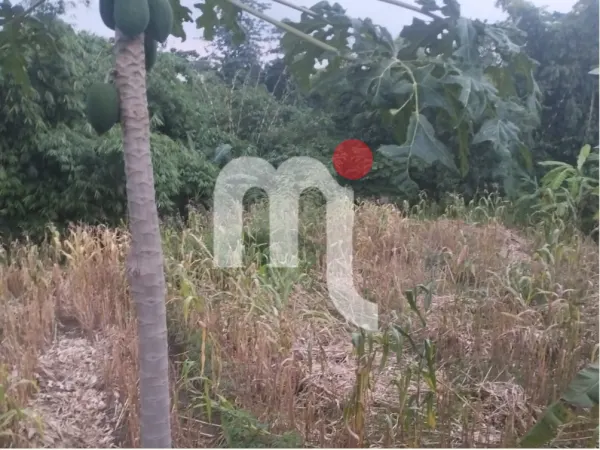 Land in Kaliwungu