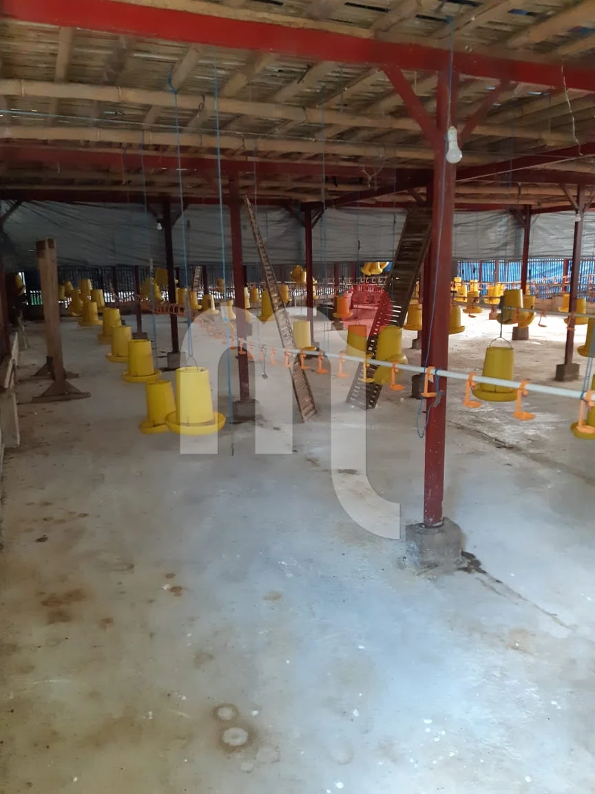 Kandang Ayam di Kendal