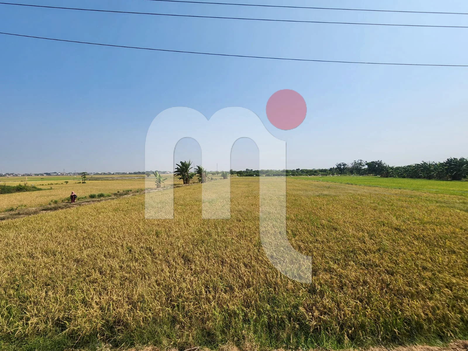 Wonosalam Demak 土地