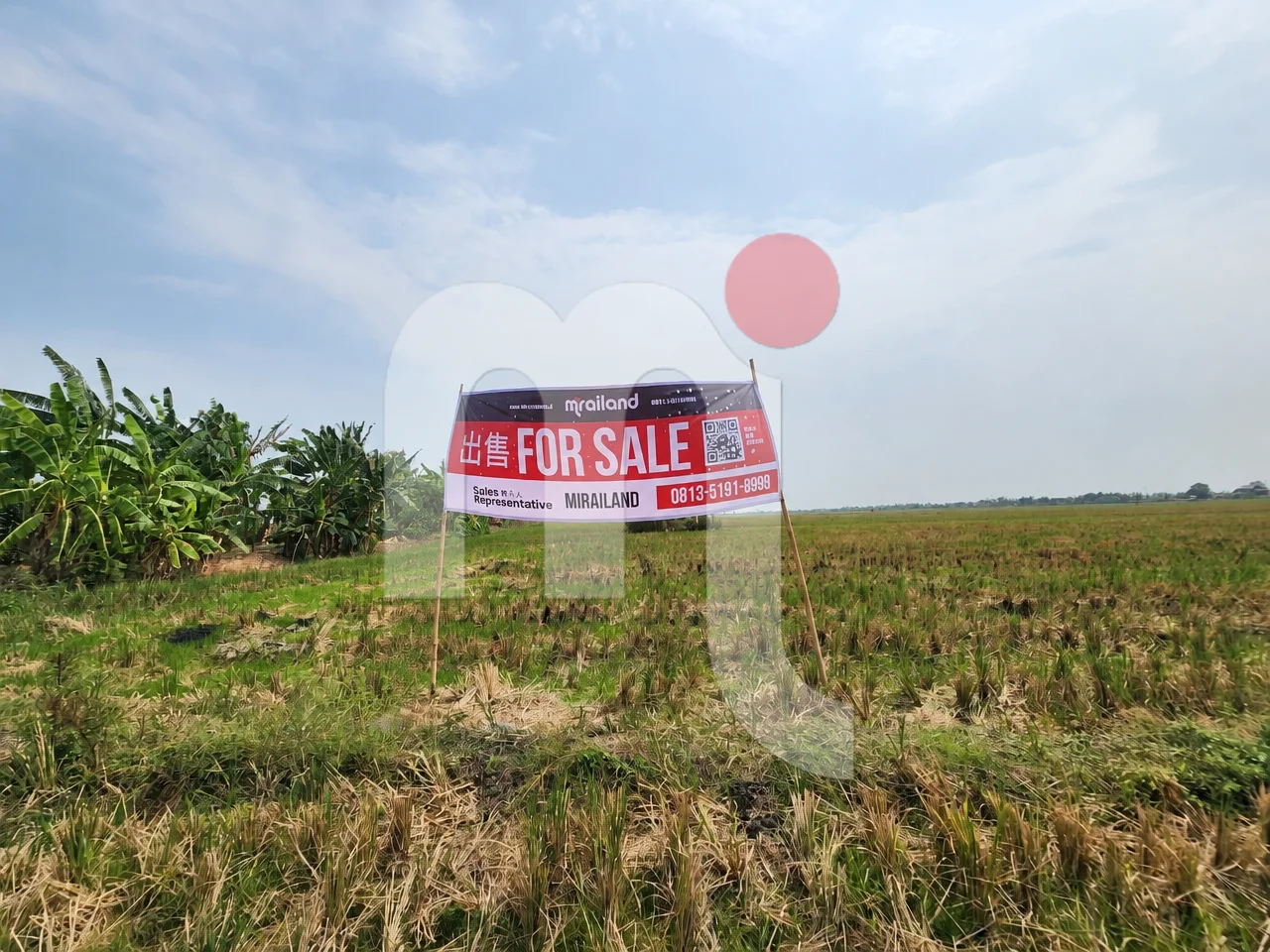 Sawah di Kendal