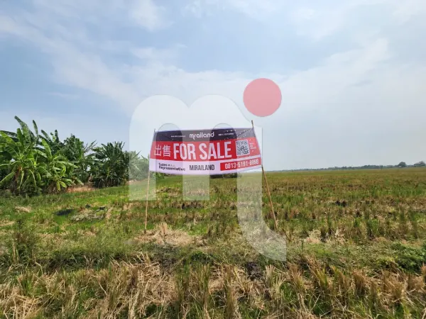 Sawah di Kendal